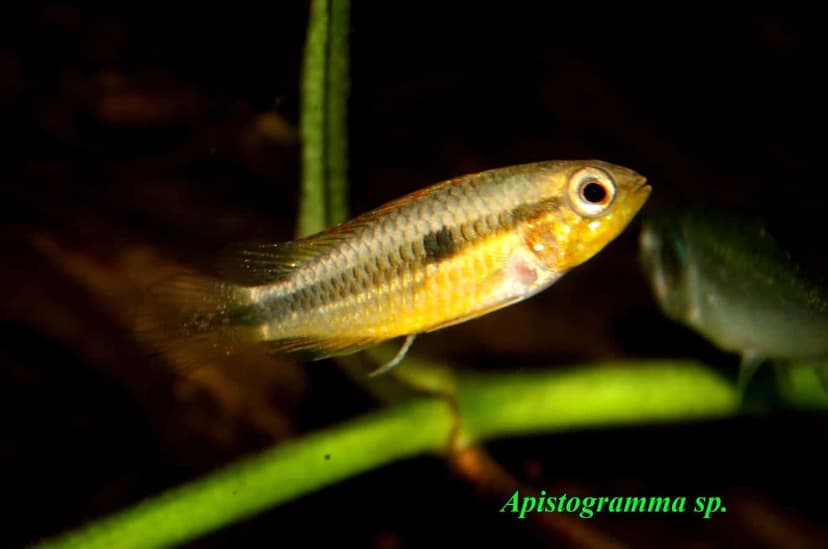 Responsible ornamental fish exploration