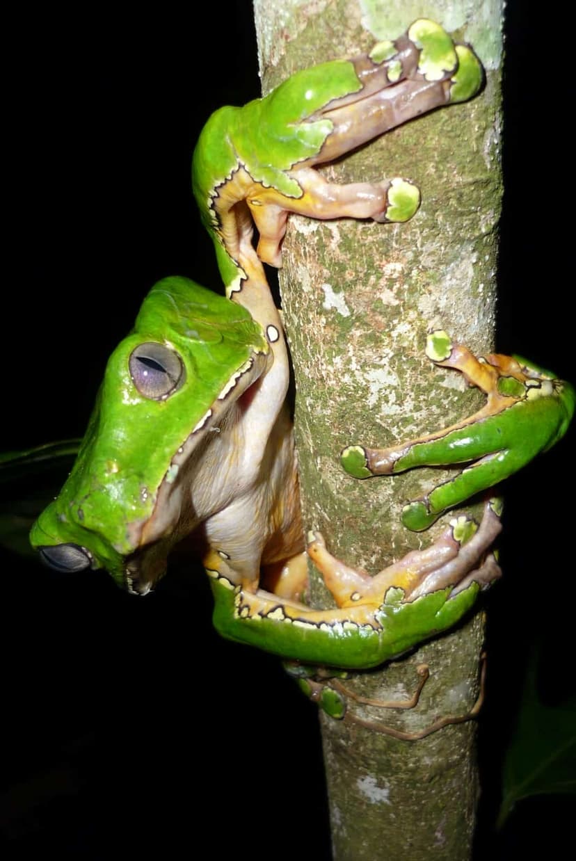 Amphibian watching and field exploration