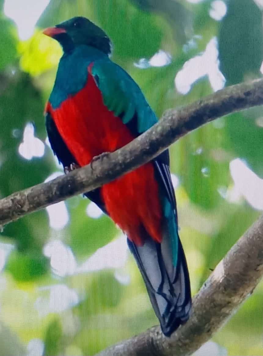 Observación de aves en la triple frontera